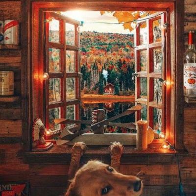 乐鱼官网下载手机版截图